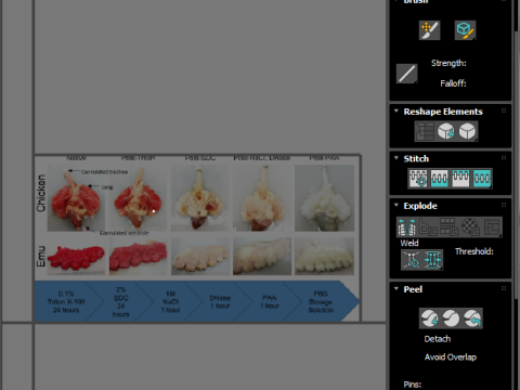 Chicken Lungs 3D 모델