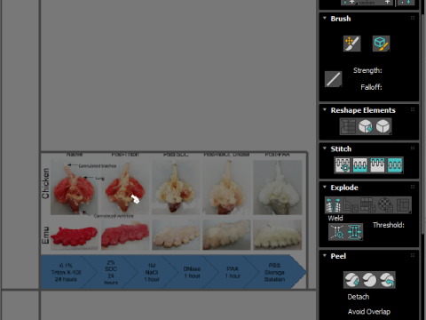Chicken Lungs 3D 모델