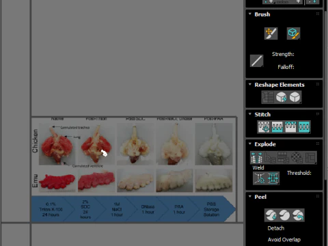 Chicken Lungs 3D Model