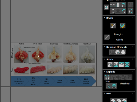 Chicken Lungs 3D 모델