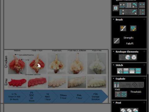 Chicken Lungs 3D Model