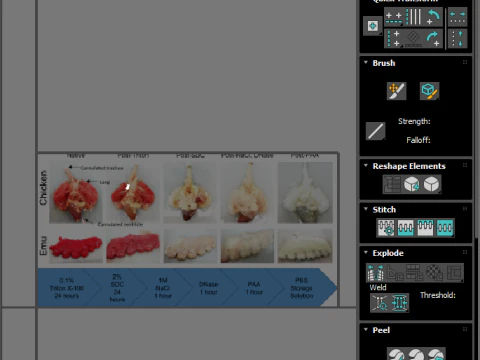 Chicken Lungs 3D Model