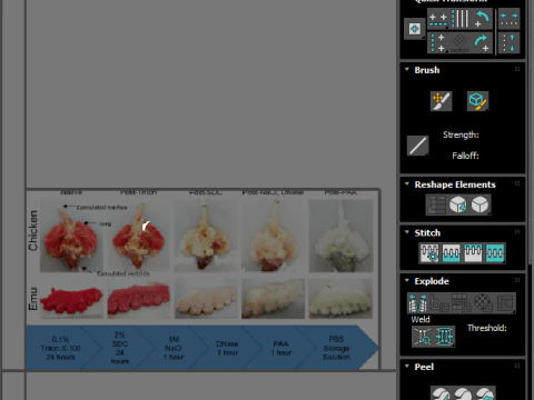 Chicken Lungs 3D Model