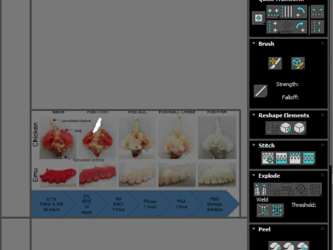 Chicken Lungs 3D Model