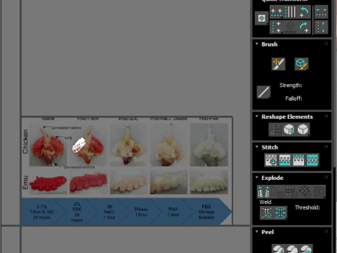 Chicken Lungs 3D Model