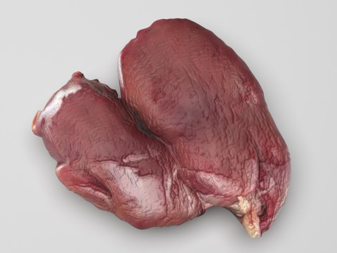 Chicken Liver 3D Modell