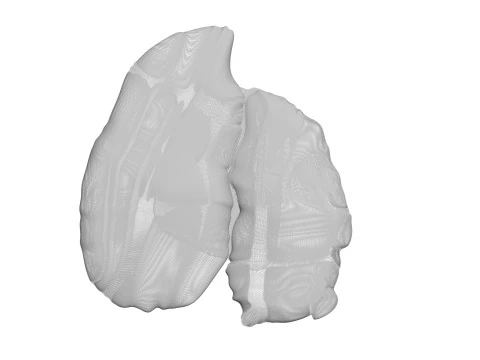 Chicken Liver 3D Model