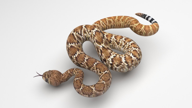 Viper Snake Modèle 3D .c4d .max .obj .3ds .fbx .stl .blend 