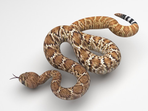 Viper Snake 3D Model