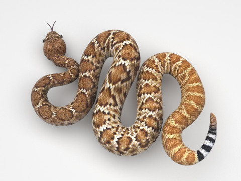 Viper Snake Modèle 3D