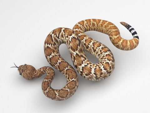 Viper Snake Modèle 3D