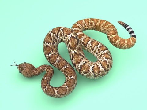 Viper Snake Modèle 3D