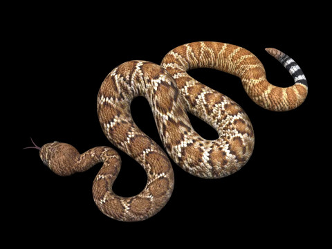 Viper Snake Modèle 3D
