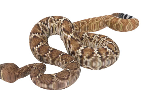 Viper Snake Modèle 3D