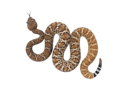 Viper Snake Modèle 3D