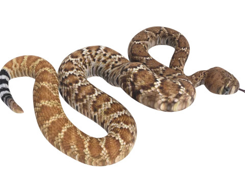 Viper Snake Modèle 3D
