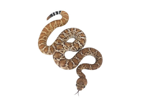 Viper Snake Modèle 3D