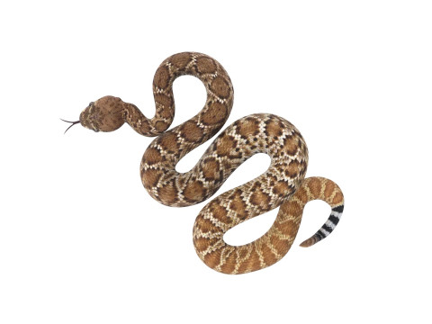 Viper Snake Modèle 3D