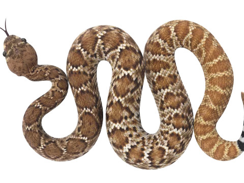Viper Snake Modèle 3D