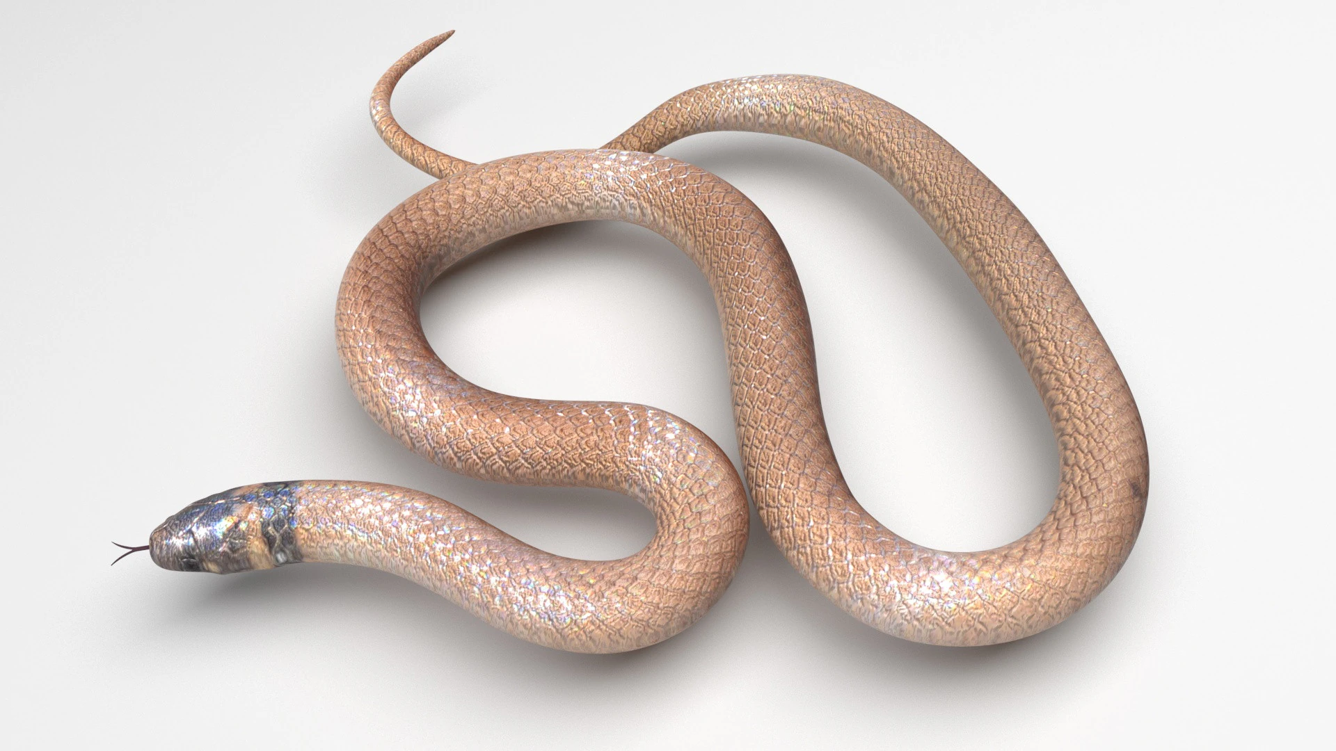 Crowned Snake 3D Model .c4d .max .obj .3ds .fbx .stl .blend 