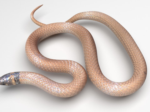 Crowned Snake 3D Model