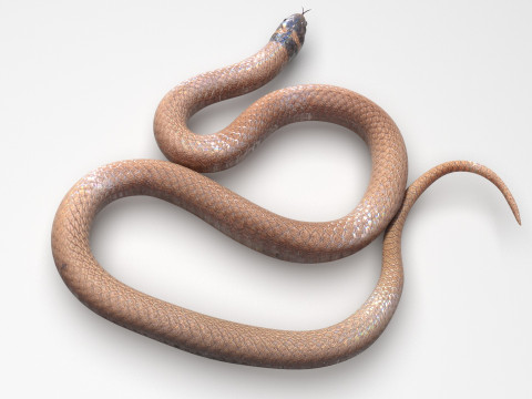 Crowned Snake Model 3D