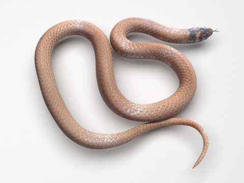 Crowned Snake Model 3D