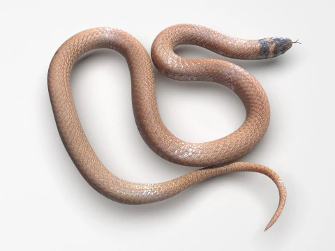 Crowned Snake 3D Model