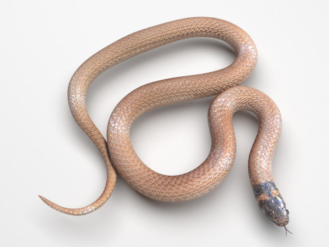 Crowned Snake Model 3D