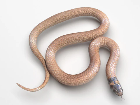 Crowned Snake 3D Model