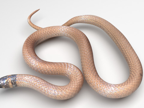 Crowned Snake Model 3D