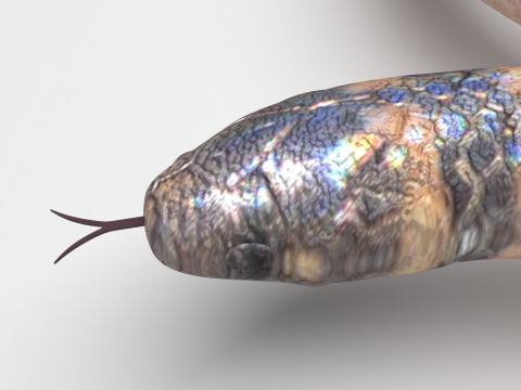 Crowned Snake Model 3D