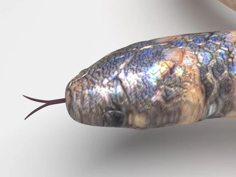 Crowned Snake 3D Model
