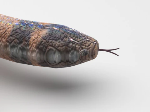 Crowned Snake 3D Model