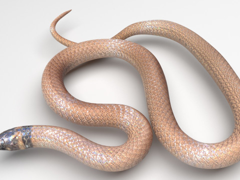 Crowned Snake Model 3D