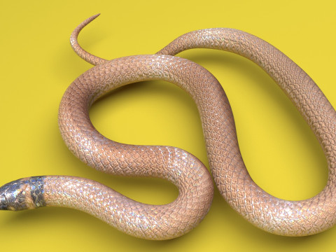 Crowned Snake Model 3D