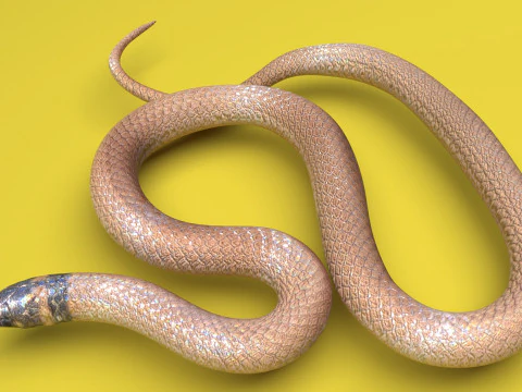 Crowned Snake 3D Model