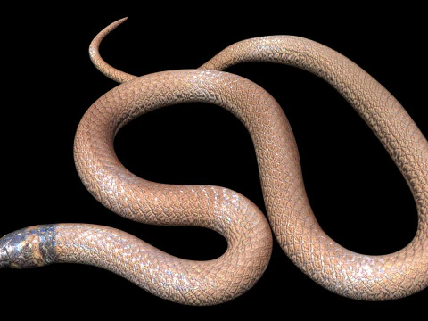 Crowned Snake 3D Model