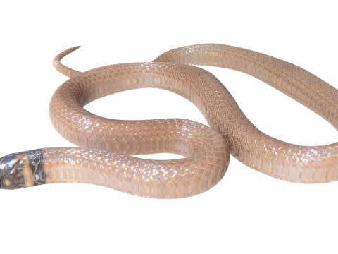 Crowned Snake Model 3D