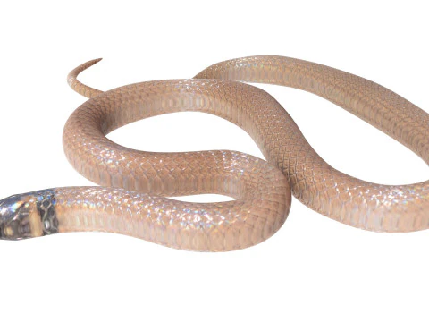 Crowned Snake 3D Model
