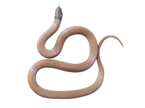 Crowned Snake Model 3D