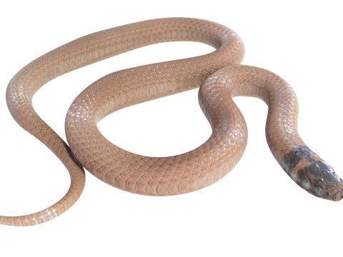 Crowned Snake Model 3D