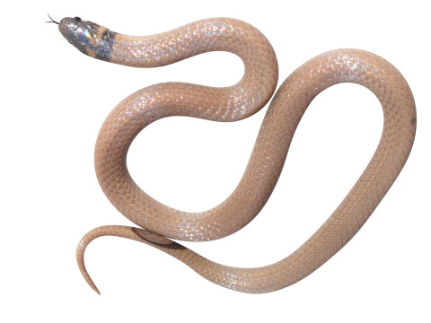 Crowned Snake Model 3D