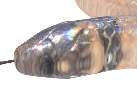 Crowned Snake Model 3D