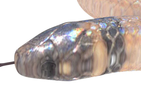 Crowned Snake 3D Model
