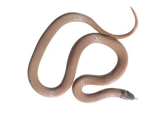 Crowned Snake 3D Model
