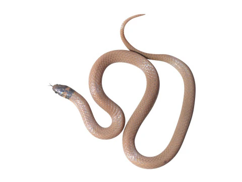 Crowned Snake 3D Model