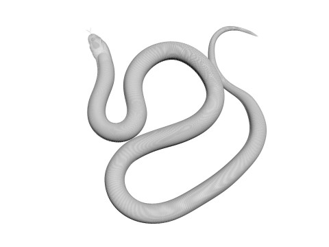 Crowned Snake Model 3D