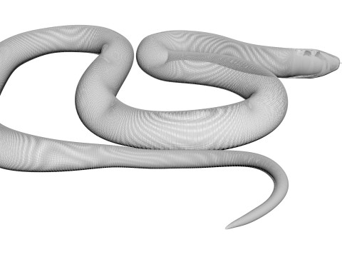 Crowned Snake Model 3D
