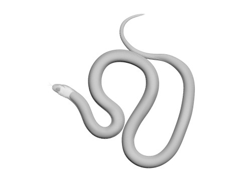 Crowned Snake Model 3D